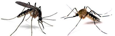 Mosquitoes Control Aligarh